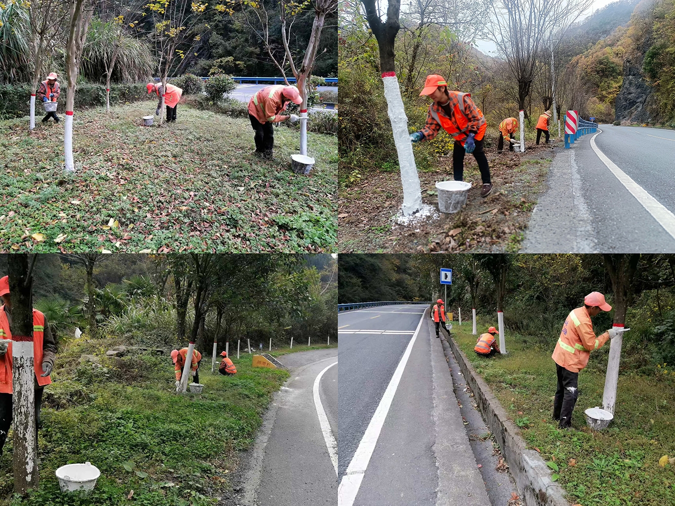 行道树刷白.jpg